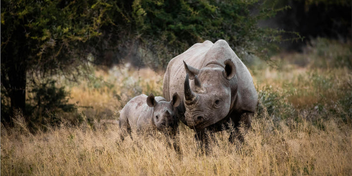 Inspiration for Rhino Lamp design by ecoBirdy. Wildlife image taken by Andrew Liu.