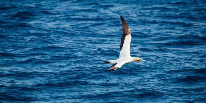 The Impact of Plastic Waste on Birds: baby seabird eats plastic waste